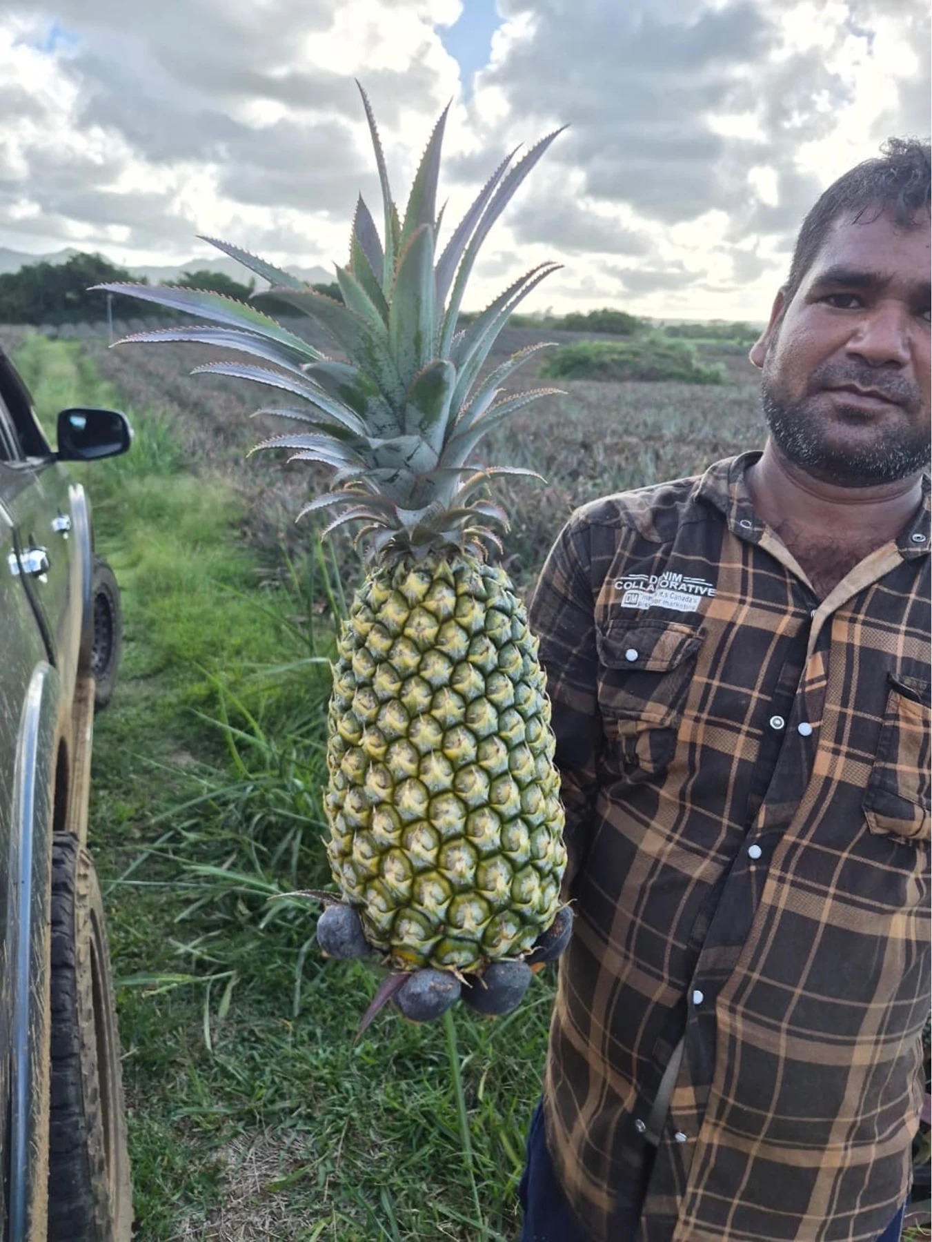 Récolte manuelle d’un ananas sur l’exploitation familiale